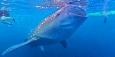 Oslob Whale shark : Oslob Whale Shark Watching