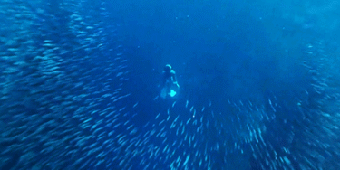Moalboal sardines : Moalboal Sardine Run